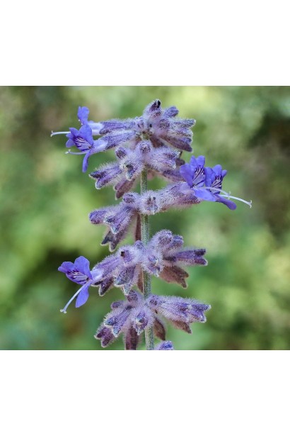 Яскраві суцвіття "Блю Спайр" додають саду динаміки та кольору